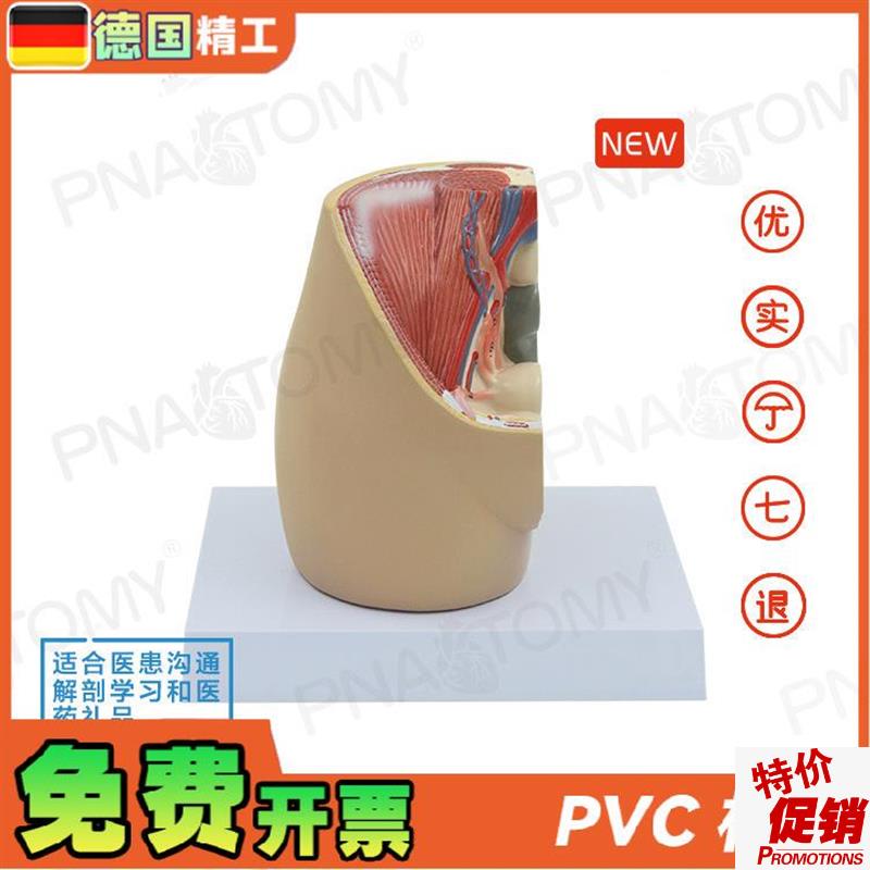 德国】成人女性矢状解剖模型w生殖系统盆底肌女盆腔子宫膀胱妇科