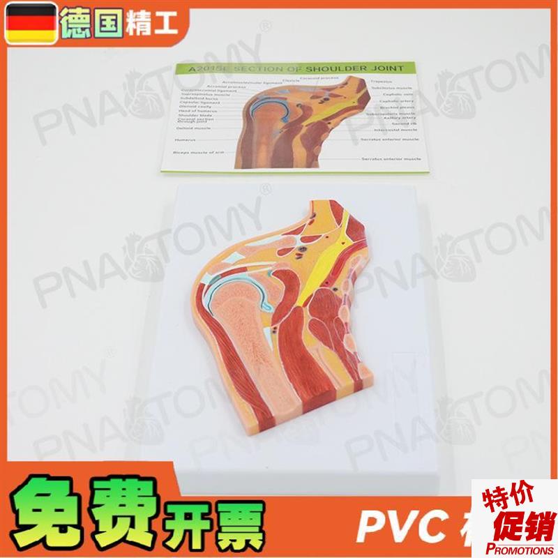 德国人体肩关节骨骼肌肉r剖面球窝关节切面MRI关节构造模型骨科疼