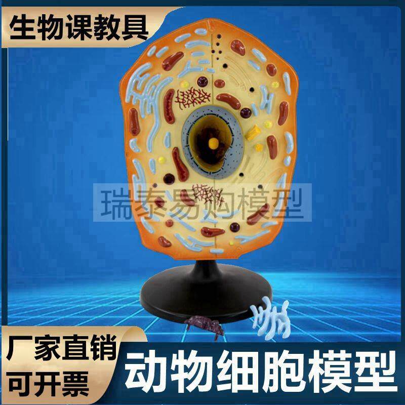 动物细胞模型高尔基体内质网可拆卸细胞器生物膜中学生物课实验用