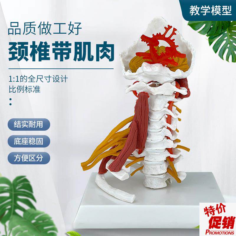 高级颈椎带肌肉椎动脉后枕v骨椎间盘与神经模型颈椎带肌肉模型颈