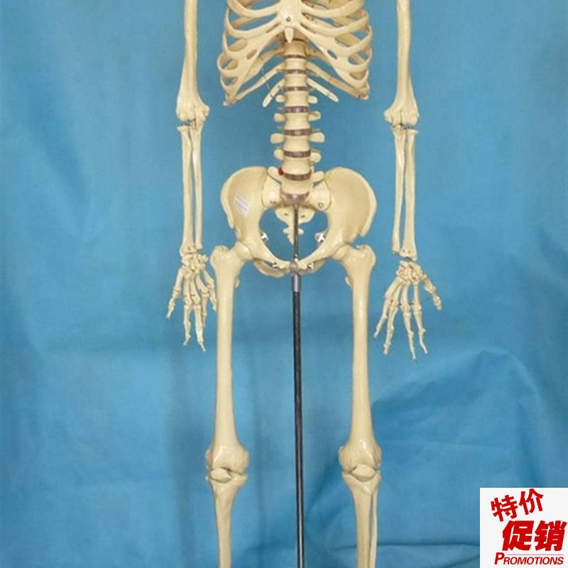 170cm人体骨骼模型1:1骷F髅骨架医用教学教具展示讲解