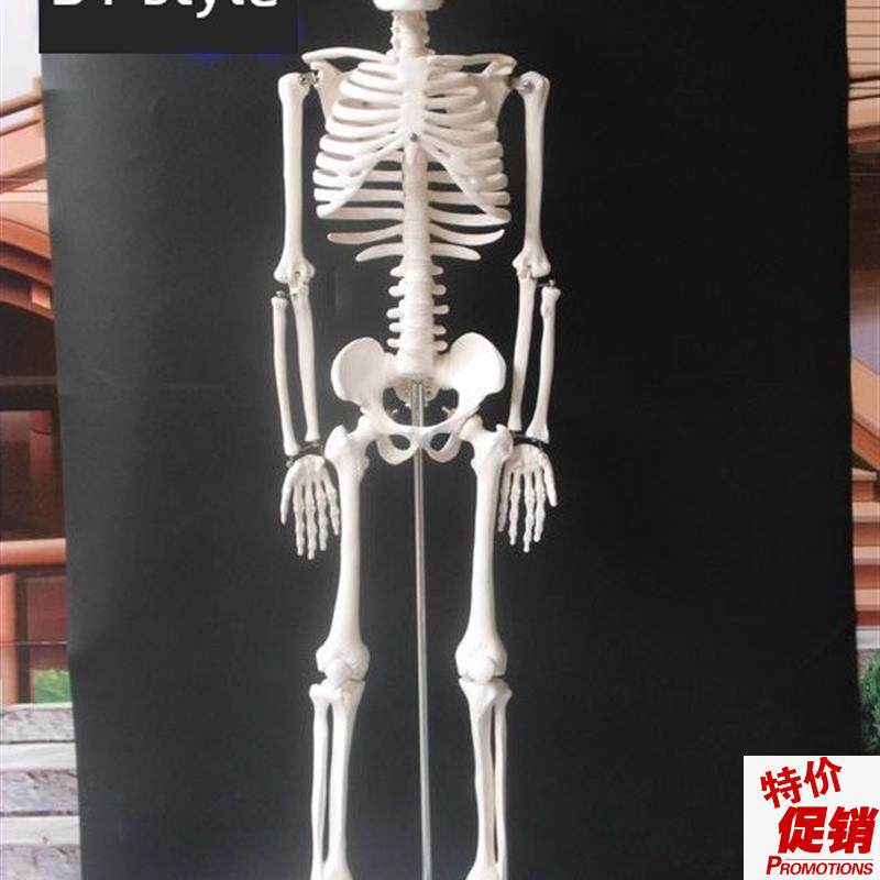 85CM医用人体骨骼模型人体骨架模型人K体脊柱模型脊椎模型医用