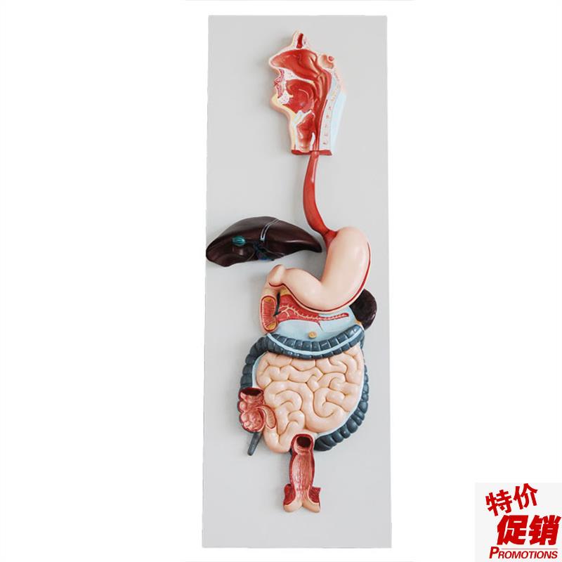 消化系统模型