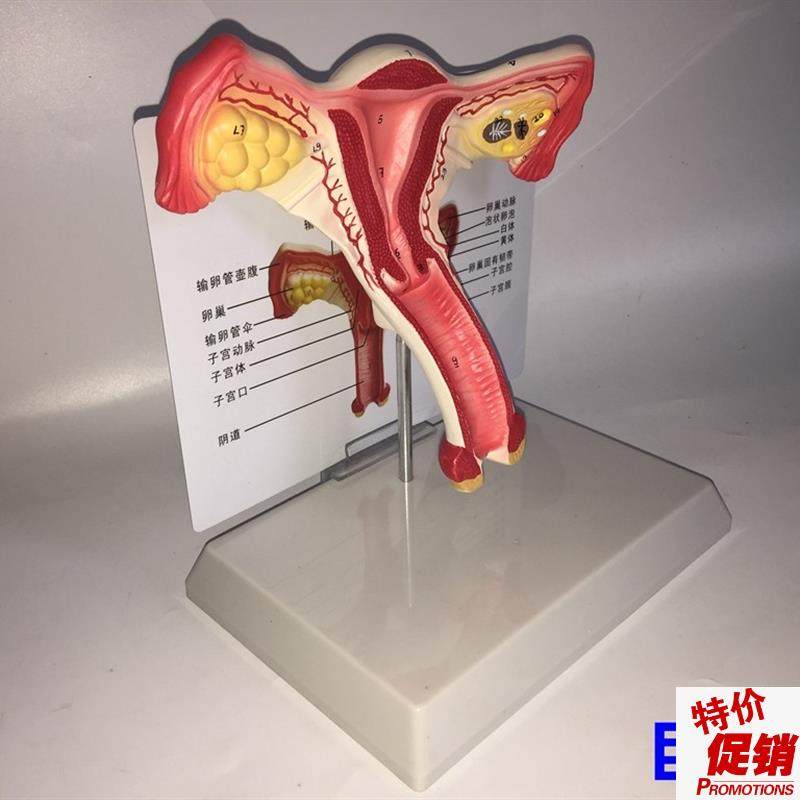 子宫模型生殖器解n剖模型计划生育示教模型教用医用解剖模型