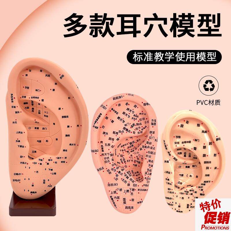正品经络耳模型耳按摩模型耳部反射区H穴位耳穴模型耳朵16CM,玩具/童车/益智/积木/模型,其他模型玩具,淘宝优惠券,粉丝福利购,淘宝优惠卷
