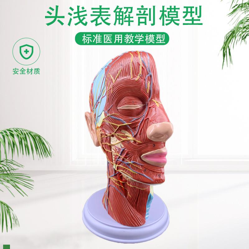 人体头骨带e肌肉神经血管模型型美容面部神经微整形医学解剖