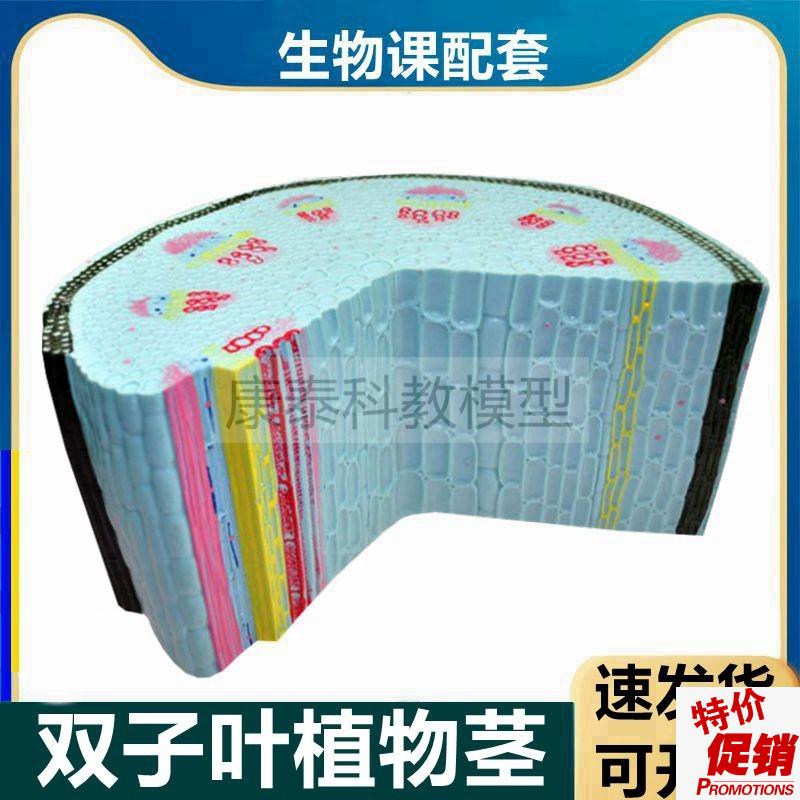 双子叶植物模型叶子m结构单子叶植物茎根尖放大纵剖生物课实验仪