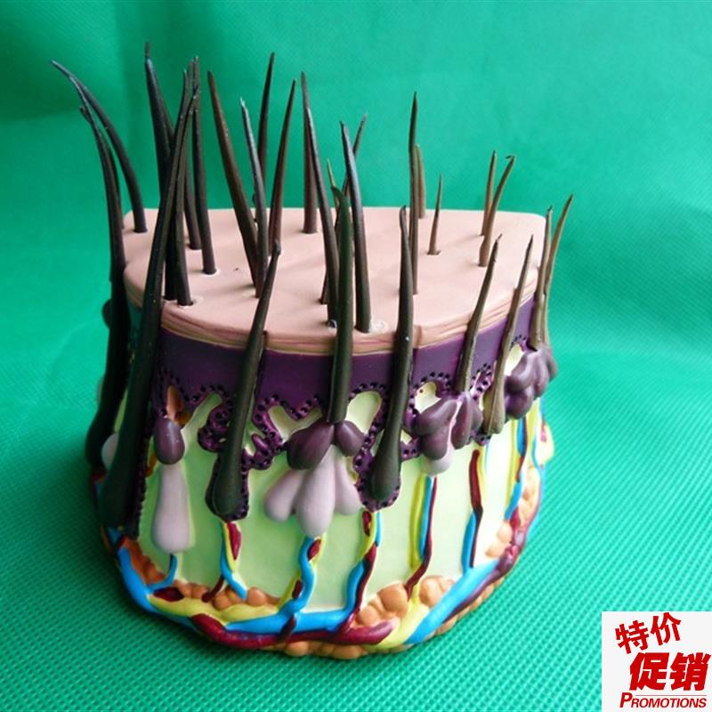 人体毛发解剖放大模型头发成长C过程毛囊放大皮肤模型皮肤放大