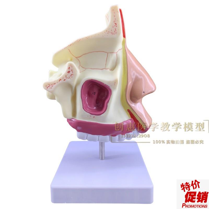 放大鼻腔模型鼻i腔解剖鼻子模型五官科眼耳鼻喉医用模型包邮