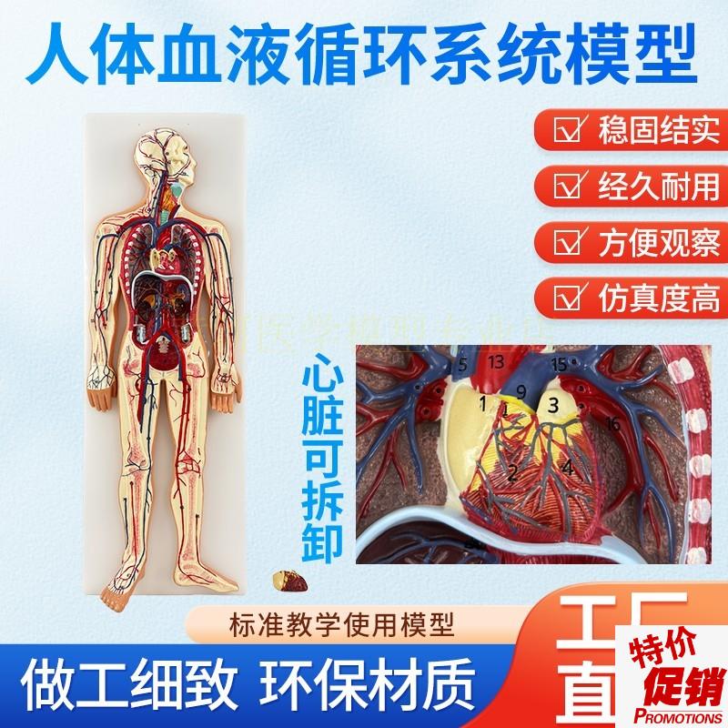 人体血液循环系统模型体肺u循环心血管介入心脏解剖动静脉神经血