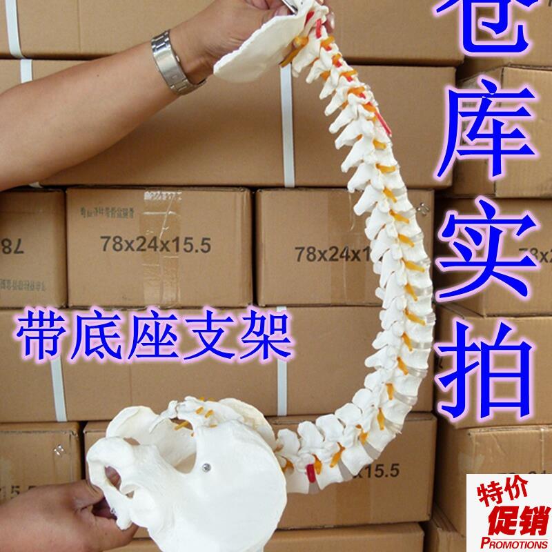送大图新款1:1人体q脊柱模型脊椎腰椎颈椎胸椎正骨手法练习模型