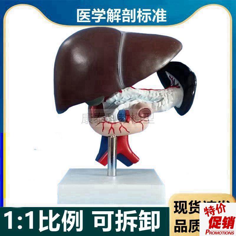 人体肝脏模型胰腺脾脏十二t指肠内脏器官可拆卸肝胆管血管分布病