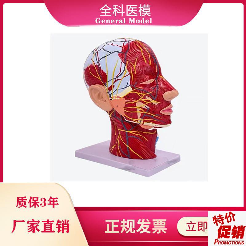 鼻腔咽喉解剖人体头B骨带肌肉神经血管模型