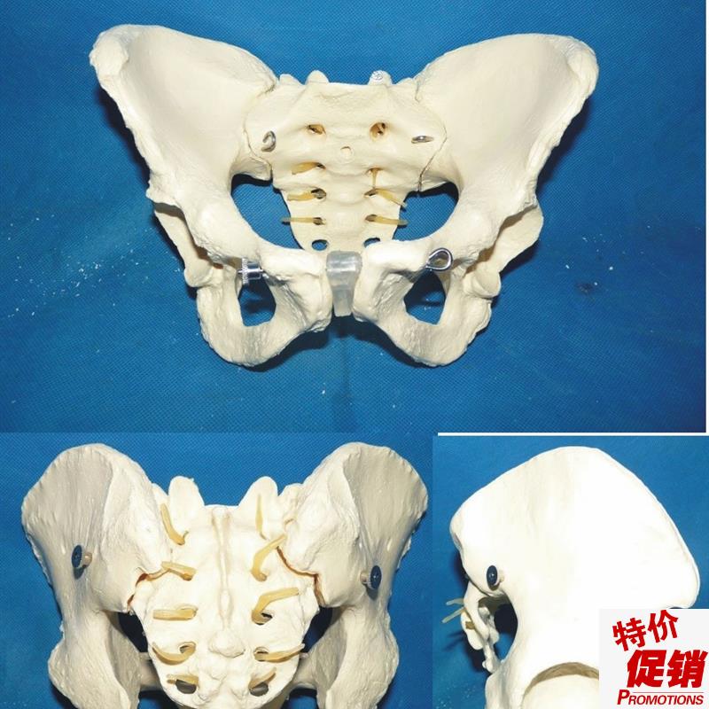自然大一比一j女性盆骨模型骨盆骨架模型人体骨骼模型