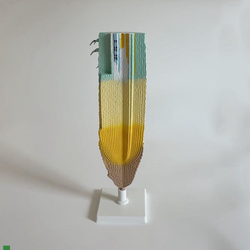 根尖模型植物根尖纵p切面微细结构初中高中教具生物课实验仪器