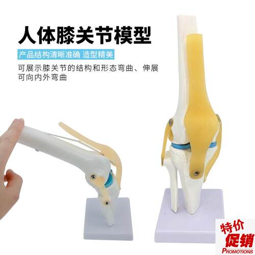 人体膝关节功能模型n半月板交叉韧带活动膝盖骨髌骨骨骼教学模型