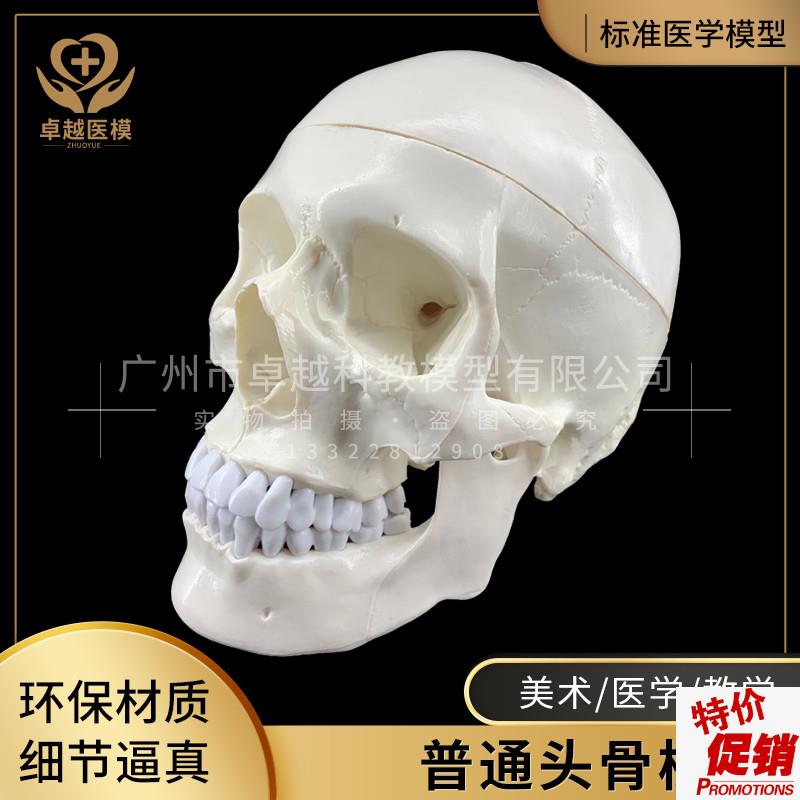 教学迷你小型骷髅头模型仿真人体头颅骨医疗美术R绘画头骨标本礼