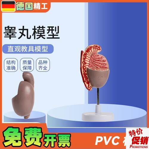 德国】男性人g体生殖器官系统解剖模型生殖泌尿科教学睾丸模型