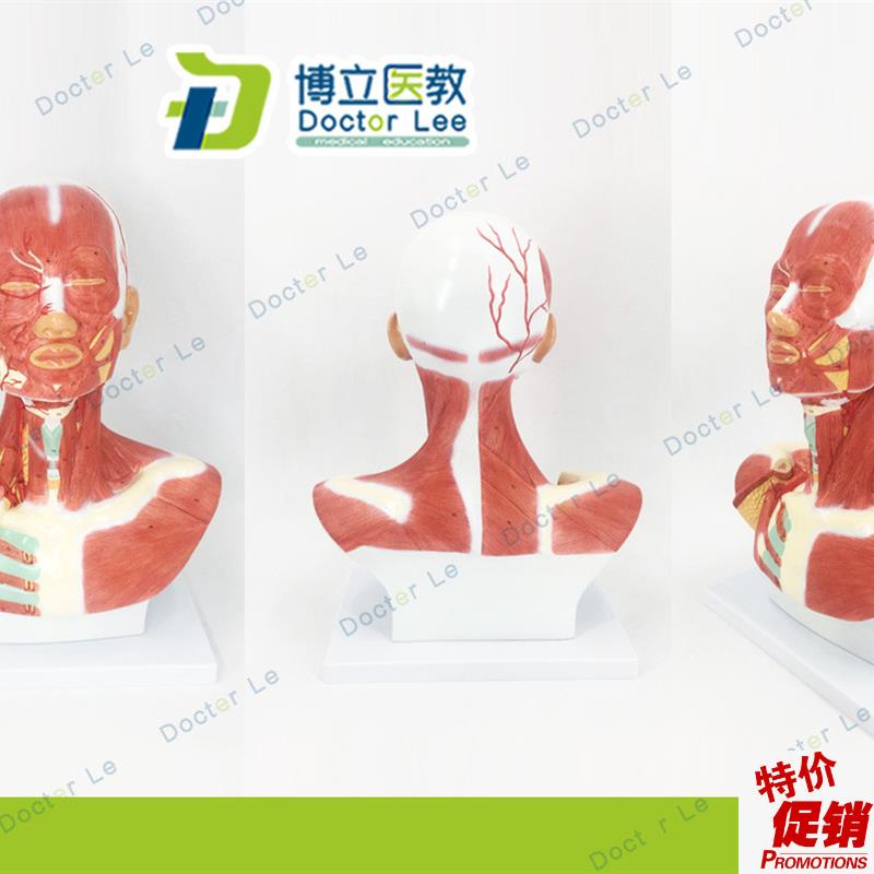 头颈部肌肉e解剖模型头部神经血管模型胸部肌肉人体肌肉模型