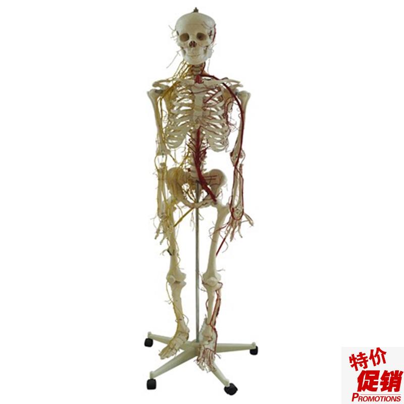 人体全身骨骼附主要动脉和神经血管分布模型人体U骨骼附神经模型