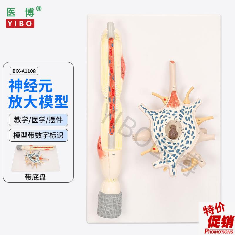 医博BIX-eA1108神经元放大模型神经元胞体神经纤维结构放大模型