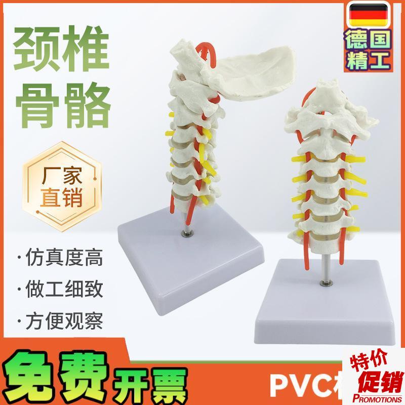 人体颈椎带颈动脉模型神经v后枕骨椎间盘颈椎模型脊柱脊椎模型