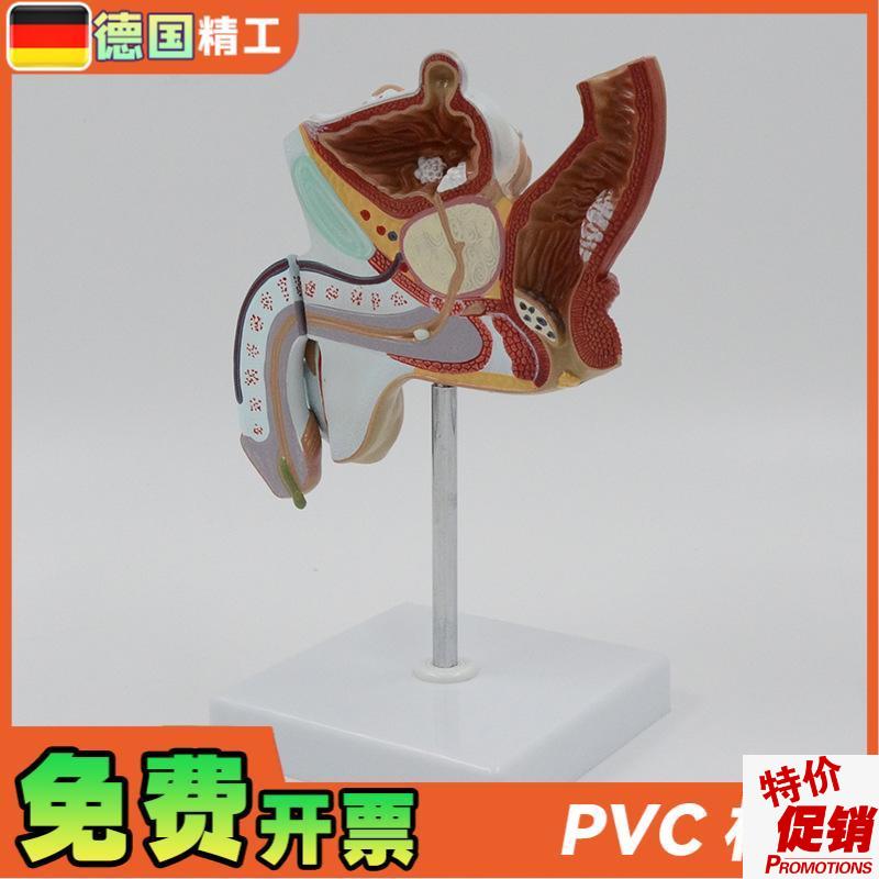 德国】男性生殖系统解剖模型x病理展示教学仪器1比1可拆泌尿系统