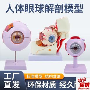 六倍眼球模型眼睛解剖结构五官眼科结构眼Q眶放大模型专业版
