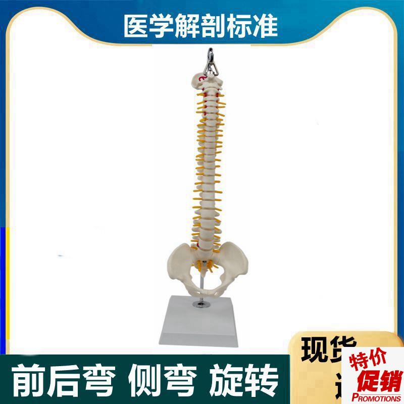人体脊椎模型前后弯侧弯正骨旋z转中医针灸练习康复功能瑜伽培训
