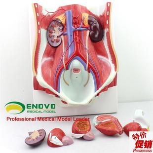 颐诺正品医用人体k男女性泌尿系统模型膀胱腹腔后腹壁解剖模型