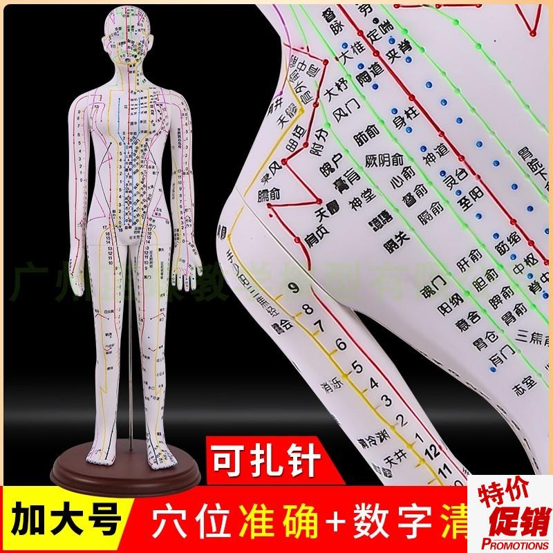 全白针灸人人体针灸模型经络穴C位中医全身模特图可扎针练习