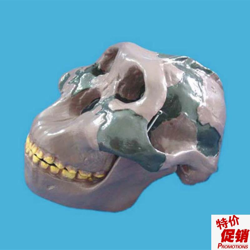 骷髅头(a奥尔都文人)头骨模型骨骼骨架教学模型医用教具
