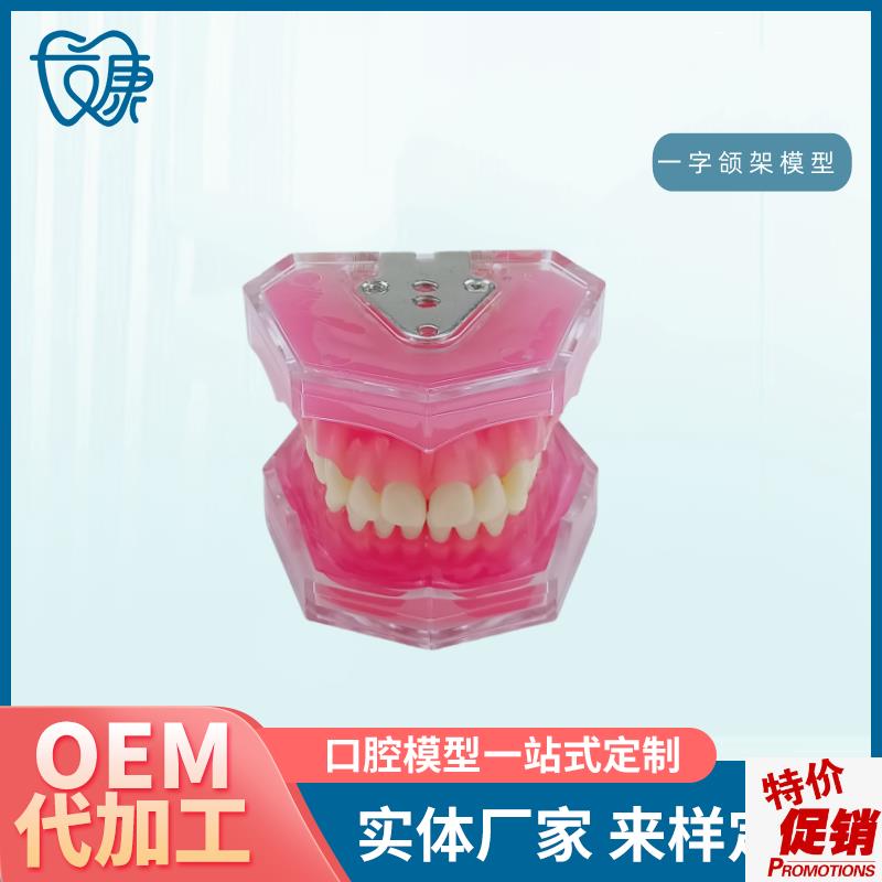 28拔牙模型f人体牙齿结构解剖模型口腔牙模具仿真牙科教学牙模型