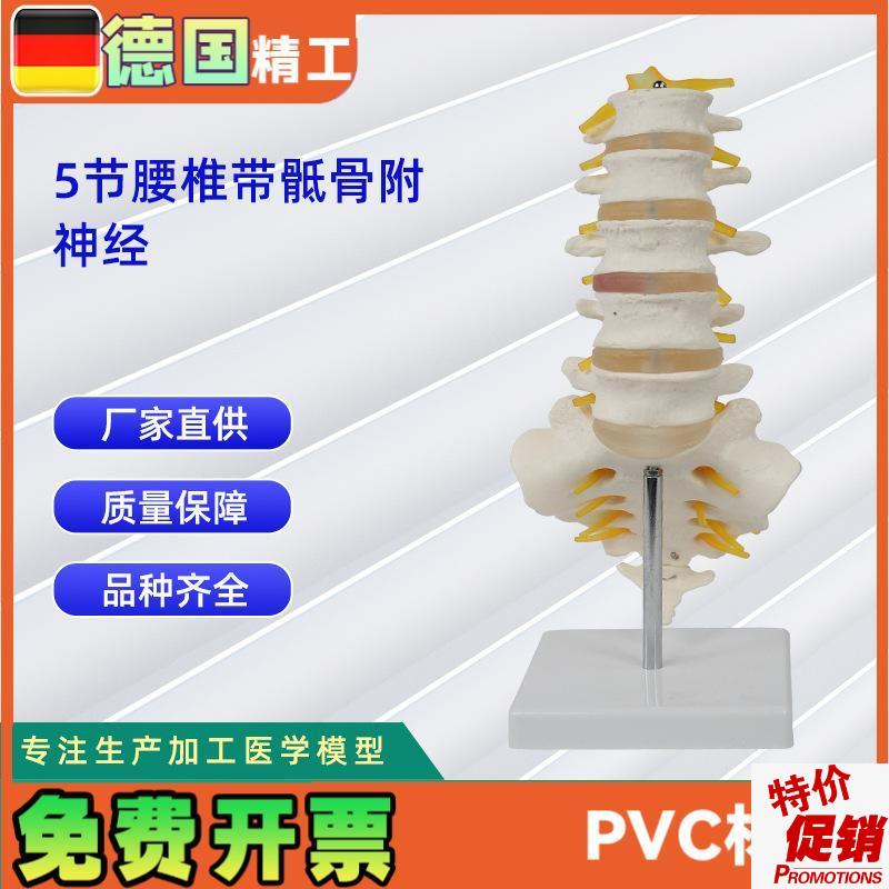 5节腰椎带骶骨附神经x骨科教学展示教具可做分销
