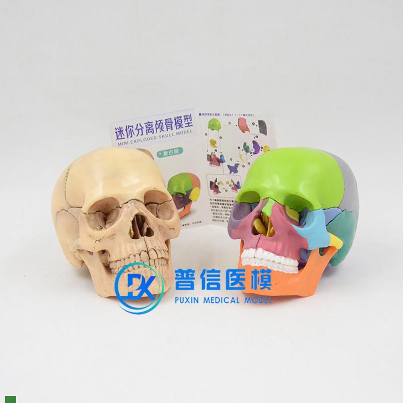 仿真人体1:g2头骨模型可拆卸拼装骷髅头医学美术口腔头颅骨标本