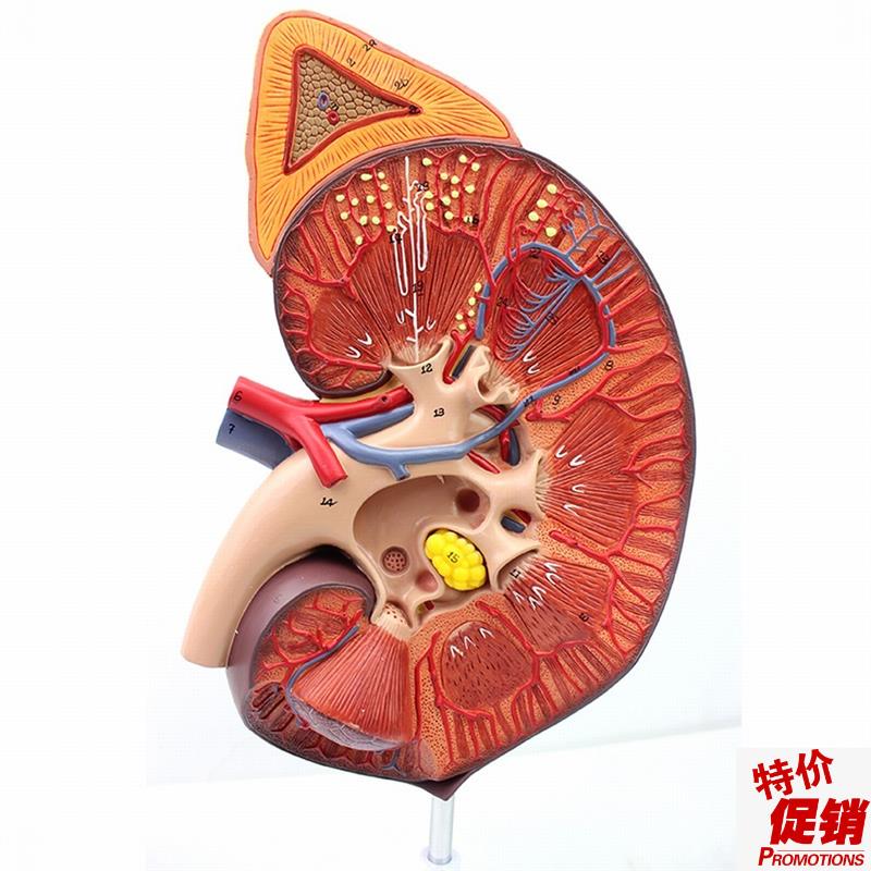 ENOVO颐诺医学人体肾脏肾上腺模型肾器J官解剖泌尿系统模型生殖泌