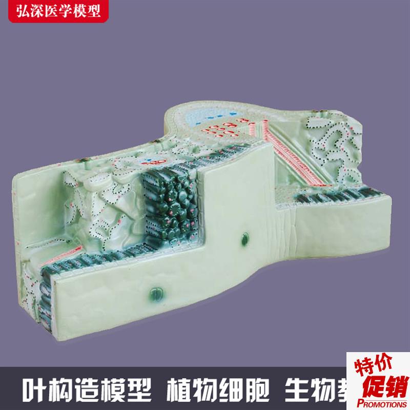 树叶构造模型植物细o胞组织结构叶脉纵横切面生物教学模具道具教