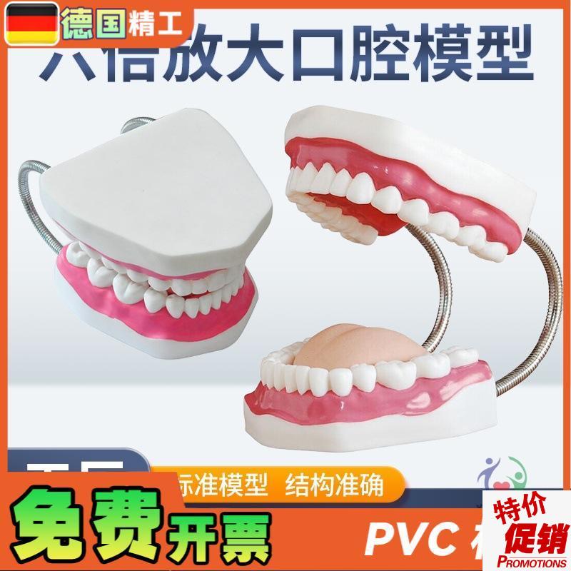 幼儿园牙齿护理牙教学人体牙齿模型护G理6倍放大口腔模型牙齿示教
