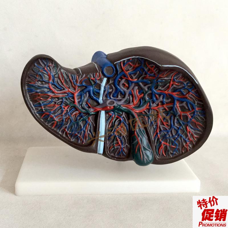 肝胆模型肝解剖模型人体肝脏血管肝胆结构造O胆囊胆管展示教学医