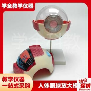 人体眼球放大模型眼睛解剖眼珠眼科结构仪器构造教学X演示模具训