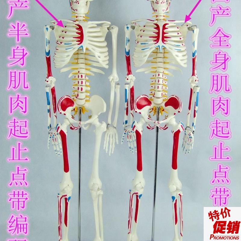 全新85CM人体骨骼模型带肌肉z起止点骨架模型椎间盘颈椎动脉血管