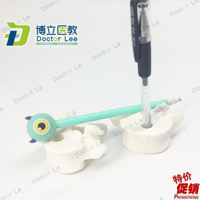 人体脊柱模型骨骼大脊椎颈椎胸椎D尾椎椎骨模型插笔椎骨礼品模型