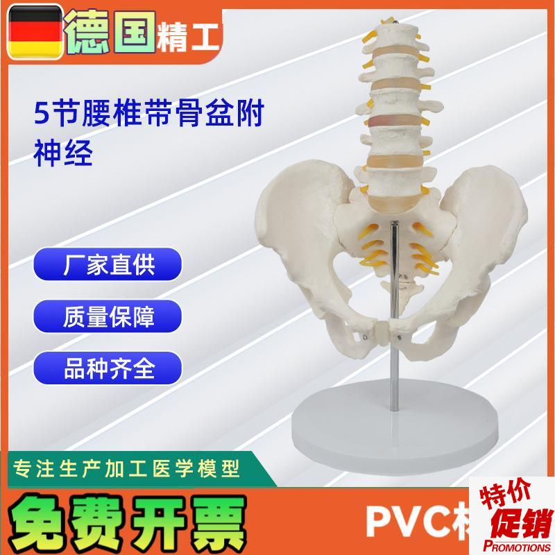 5节腰椎带骨盆附神经仿D真人体腰椎教学展示模型