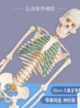人体骨骼模型85cm全身骨架骷髅脊C椎带椎间盘神经根绿色胸骨可活