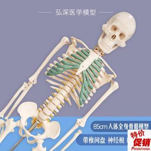人体骨骼模型85cm全身骨架骷髅脊C椎带椎间盘神经根绿色胸骨可活