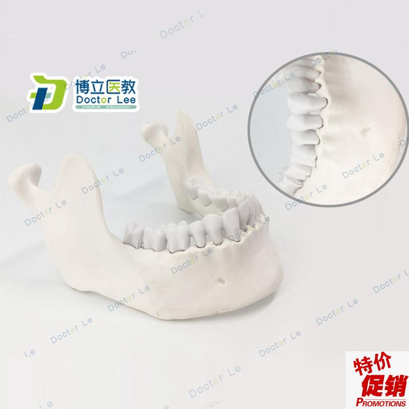 下颌骨种植模型教学模型口腔教学模型仿M骨质标准牙模散骨模型