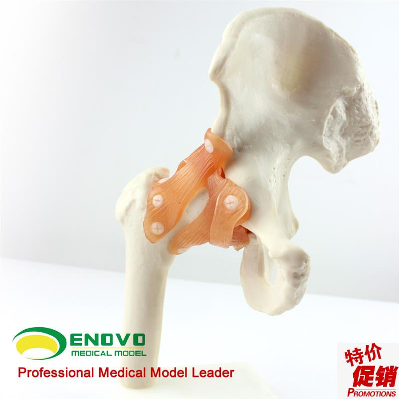 ENOVaO颐诺人体髋关节股关节模型人体骨骼模型运动骨骨科科髋关节