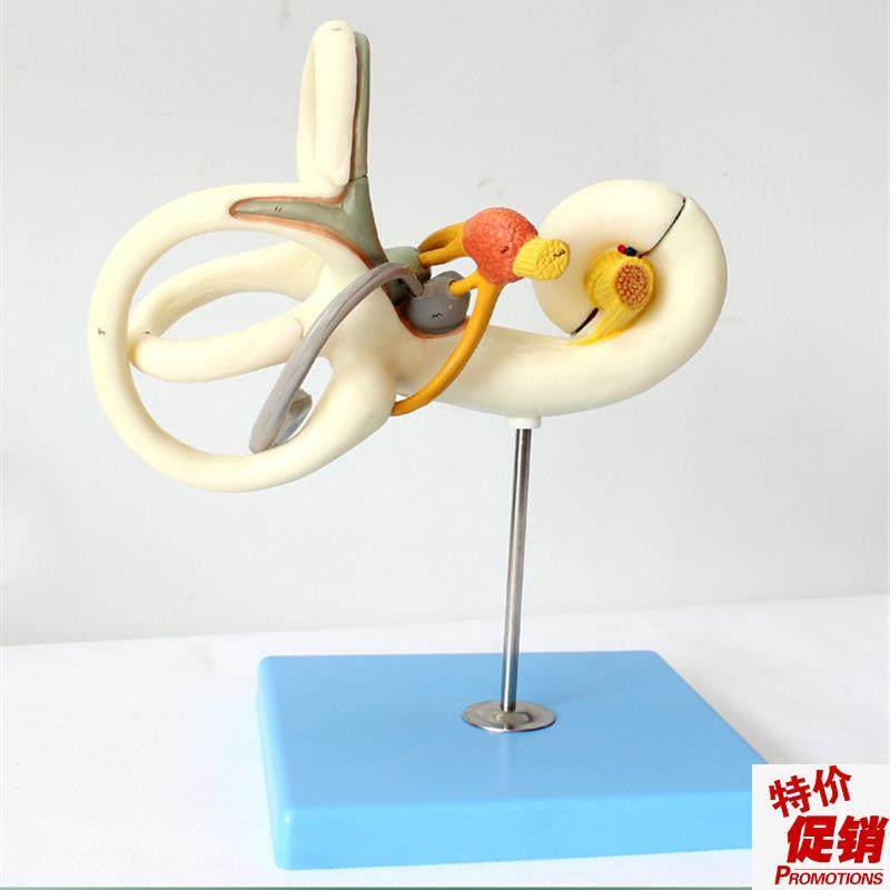 ENOVO颐诺人体内耳迷路半规y管放大模型听觉系统耳鼻喉科五官神经,文具电教/文化用品/商务用品,教学标本/模型,淘宝优惠券,粉丝福利购,淘宝优惠卷
