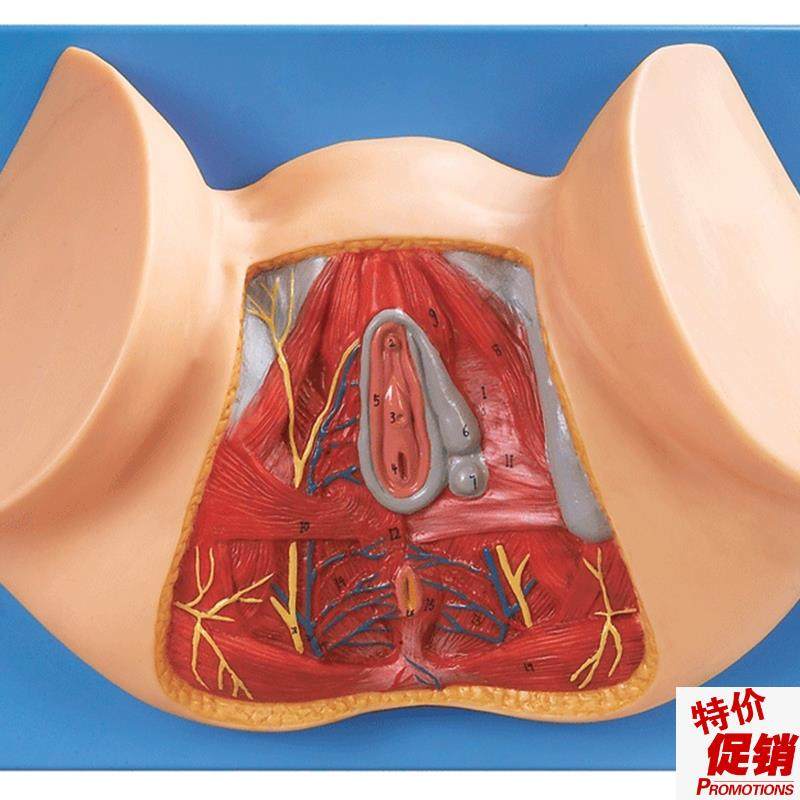 女性会阴模型/解剖模型A1C5113/女性阴道切开模型