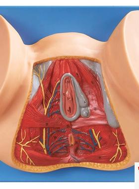 女性会阴模型/解剖模型A1C5113/女性阴道切开模型